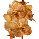 Орхідея Ванда Honey гілка
