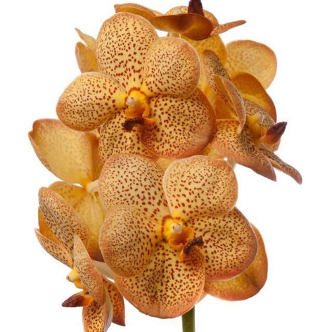 Орхидея Ванда Honey ветка