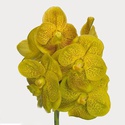 Орхідея Ванда Yellow гілка