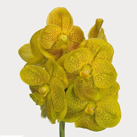 Орхидея Ванда Yellow ветка