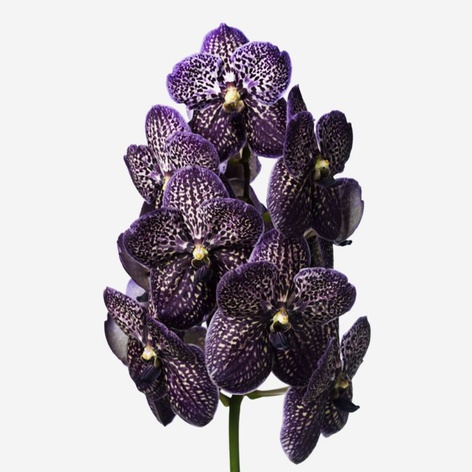 Орхідея Ванда Black Ultraviolet гілка