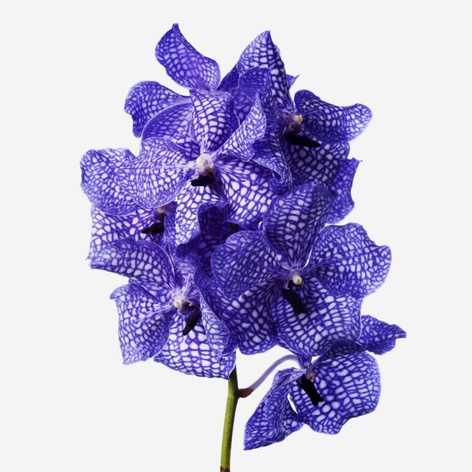 Орхидея Ванда Blue ветка