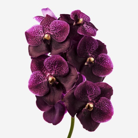 Орхідея Ванда Burgundy гілка