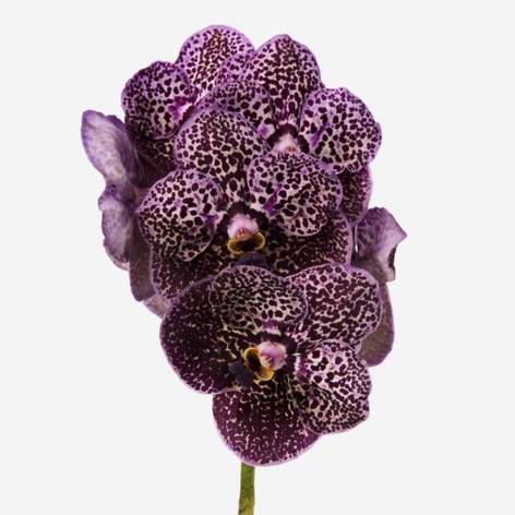 Орхідея Ванда Deep Purple гілка