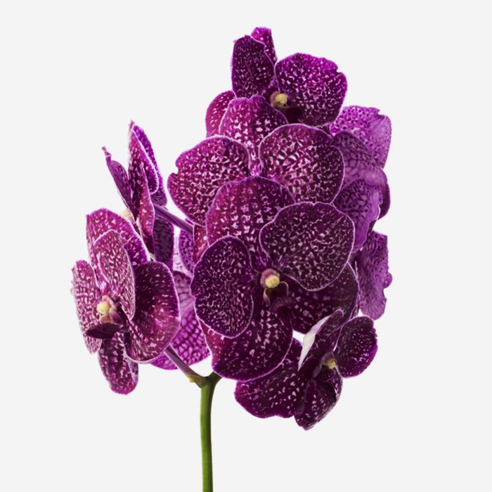 Орхідея Ванда Firebrick гілка