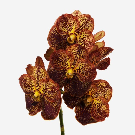 Орхидея Ванда Gold ветка
