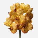 Орхидея Ванда Honey ветка