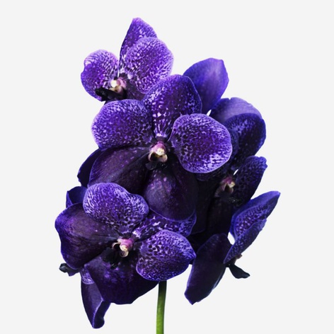 Орхидея Ванда Lilac ветка