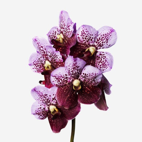 Орхидея Ванда Mahogany ветка