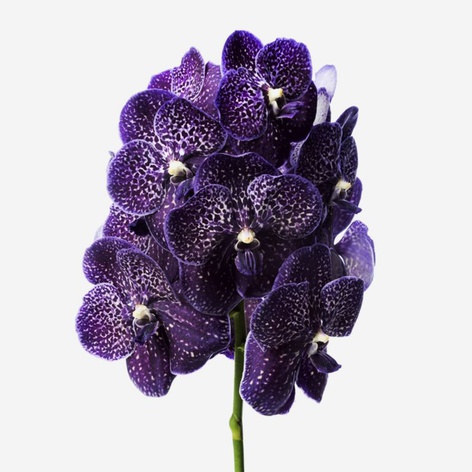 Орхидея Ванда Midnight Black ветка