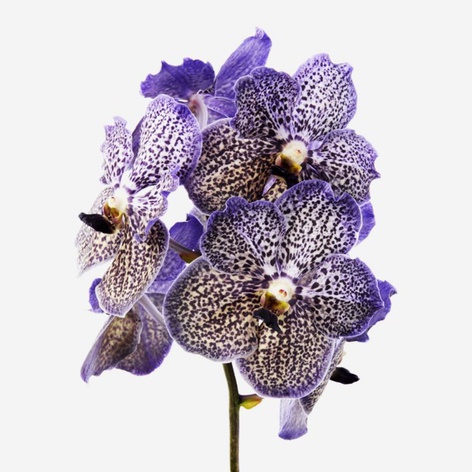 Орхидея Ванда Moonlight Blue ветка