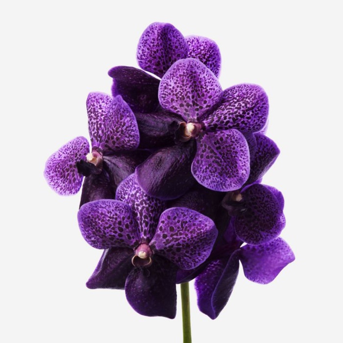 Орхідея Ванда Purple Mulberry гілка