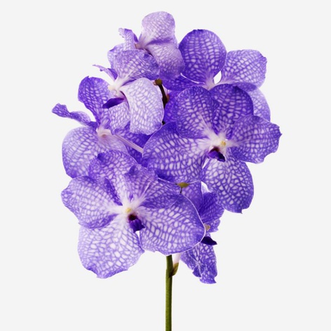 Орхидея Ванда Purple ветка