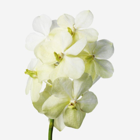 Орхідея Ванда White гілка