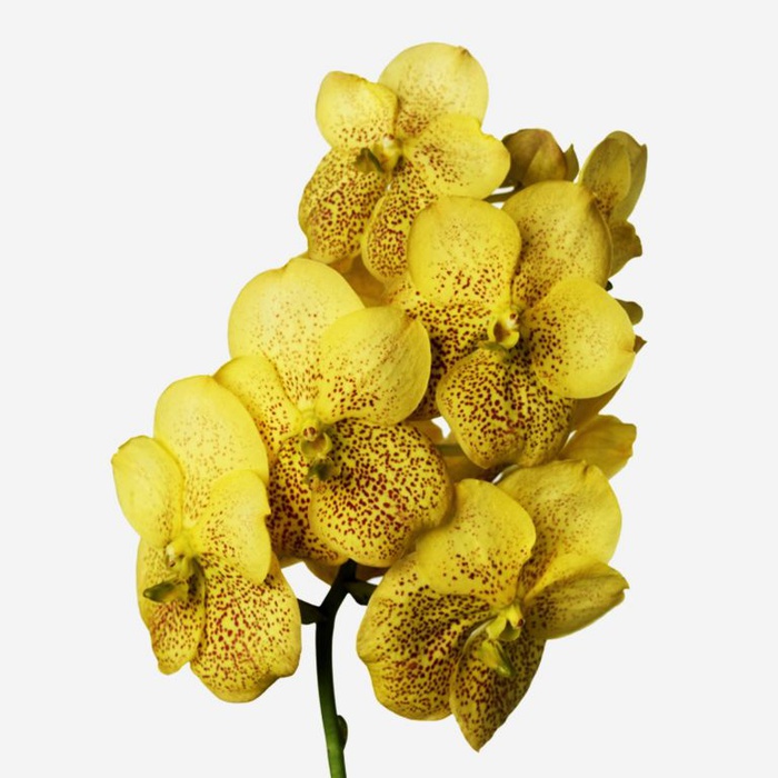 Орхидея Ванда Yellow ветка