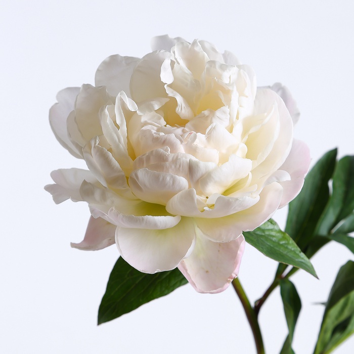 Пион кремовый