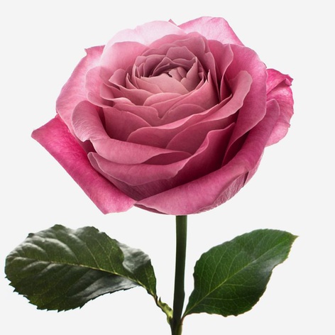 Троянда Олл фо Лав, 60 см