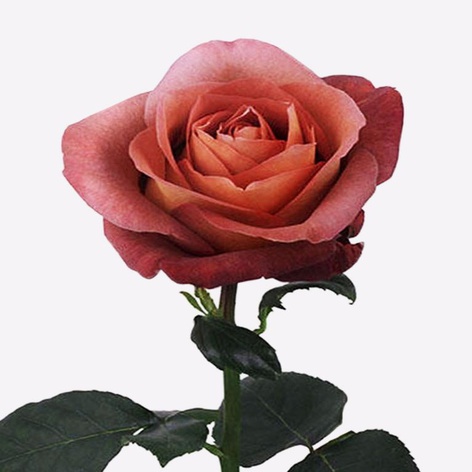 Роза Кофе Брейк, 60 см