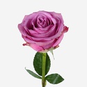 Троянда Кул Вотер, 50 см