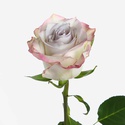 Троянда Діп Сільвер