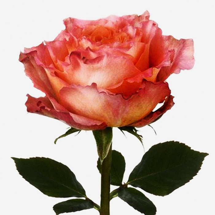 Троянда Фрі Спірит, 60 см