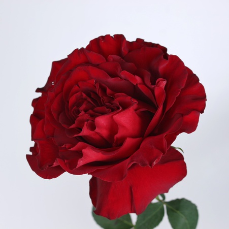 Троянда Хартс