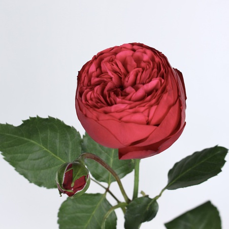 Троянда Ред Піано