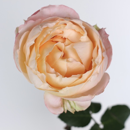 Троянда Акіто, персикова