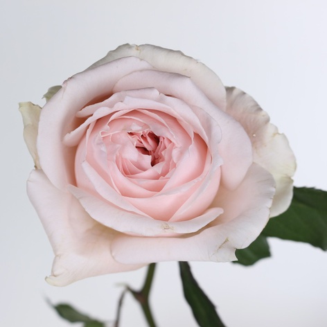 Троянда Принцеса Хітомі, рожева