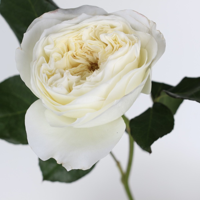 Троянда Девід Остін, біла