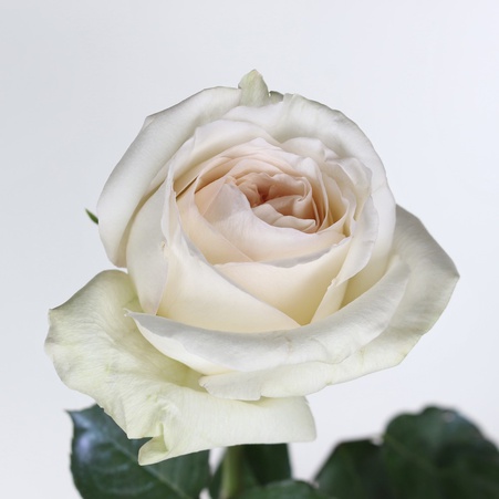 Роза Вайт Охара, 50 см