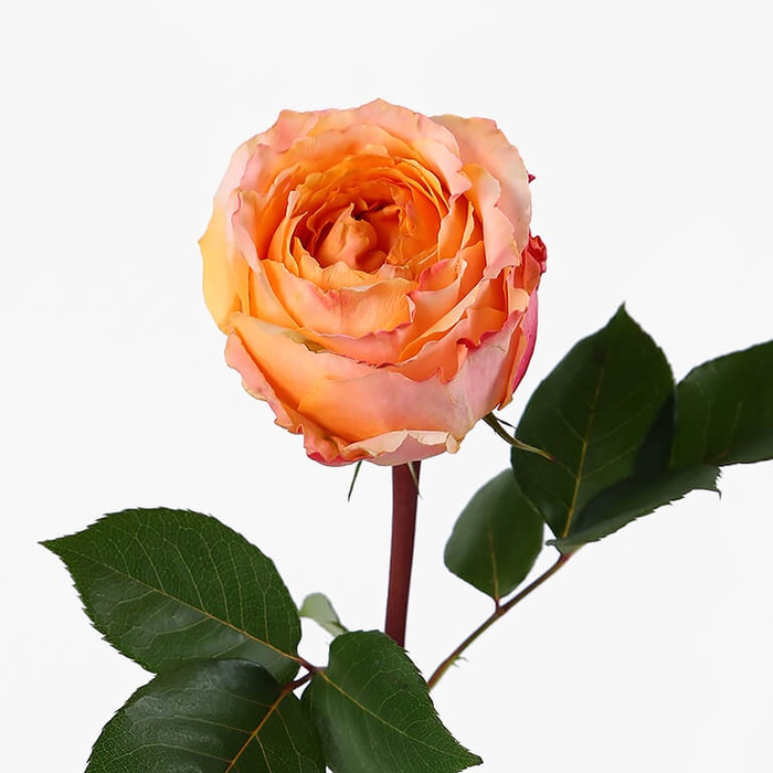Троянда Каралуна, 50 см