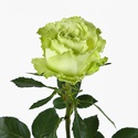 Роза Лемонаде, 50 см