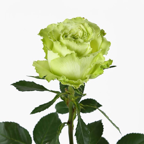 Роза Лемонаде, 60 см