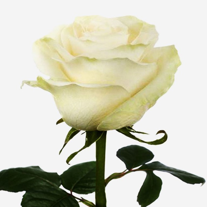 Троянда Мондіаль, 60 см