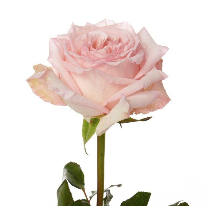 Троянда Пінк Охара, 60 см