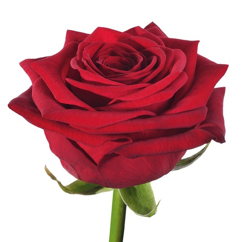 Роза Ред Наоми, 60 см