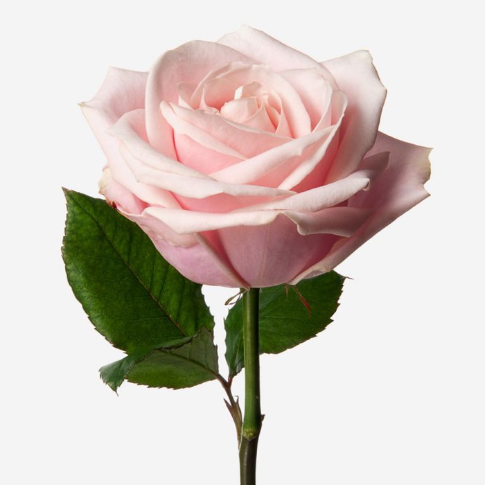 Троянда Світ Аваланч, 60 см