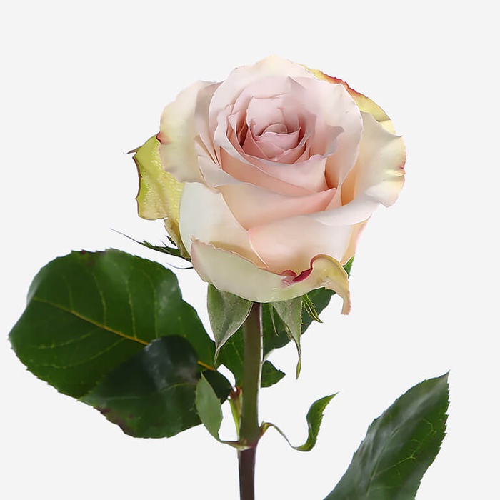 Троянда Квік Сенд