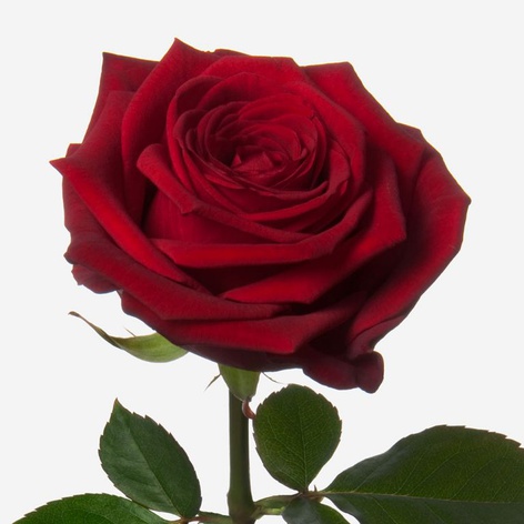 Роза Ред Наоми, 60 см