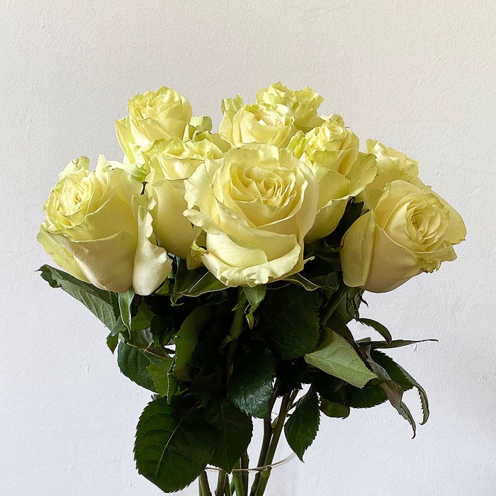 Троянда Мондіаль, 60 см
