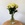 Троянда Мондіаль, 70 см