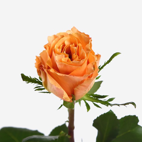 Троянда Шиммер