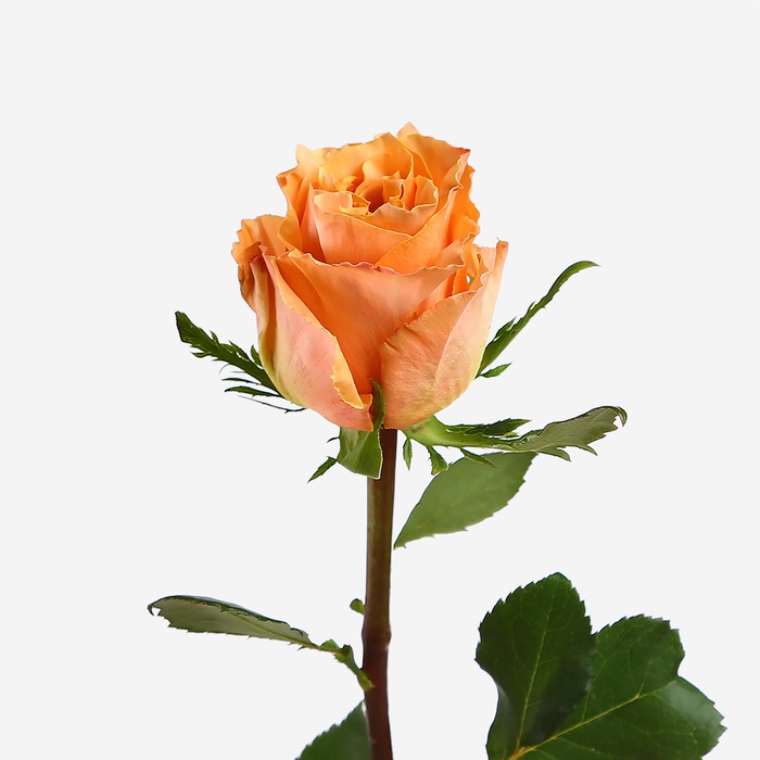 Троянда Шиммер