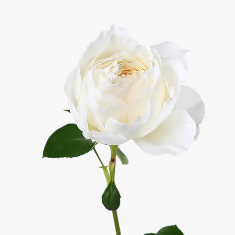 Троянда Вайт Клауд, 50 см