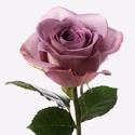 Троянда Меморі Лейн, 60 см