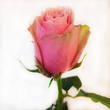 Троянда Атена роял, 70 см