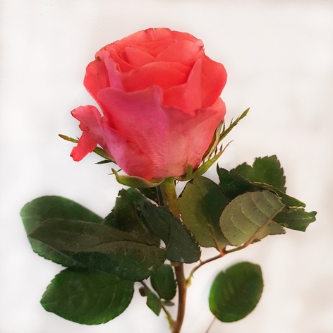 Троянда Пінк Такаци, 50 см