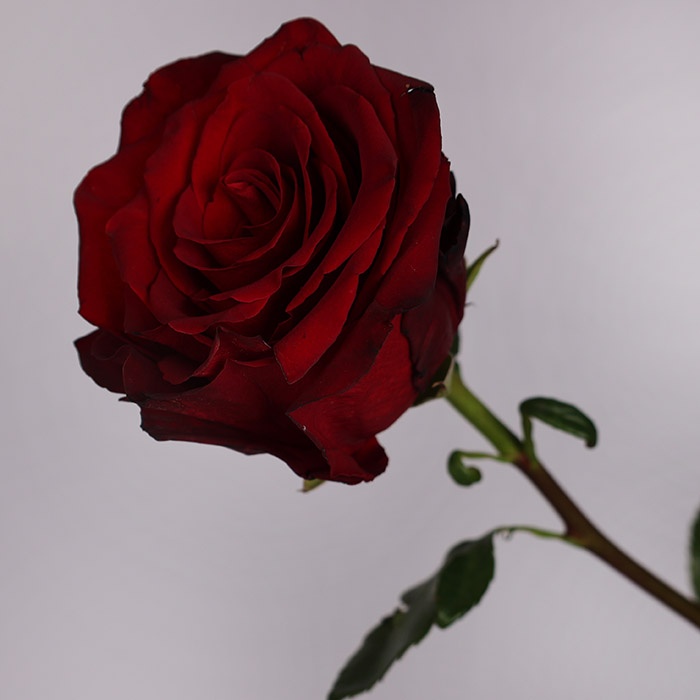 Роза Эксплорер, 100 см