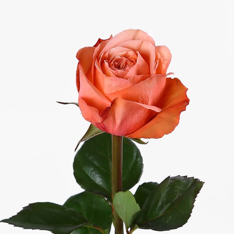 Троянда Кахала, 50 см